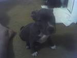 american pitt bull terrier pups 8 weeks old ukc registered
