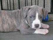4 beautiful American Staffordshire Terrier puppies