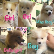 Adorable Pomeranian Puppies for Sale in Honolulu