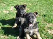 Beautiful AKC Registered German Shepard Puppies for sale